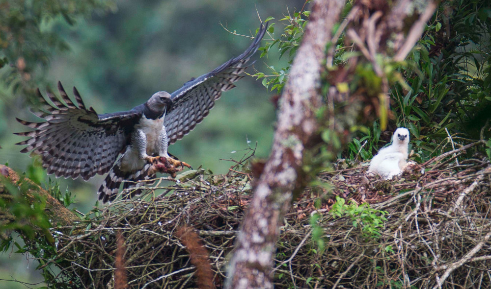 Harpy Eagle